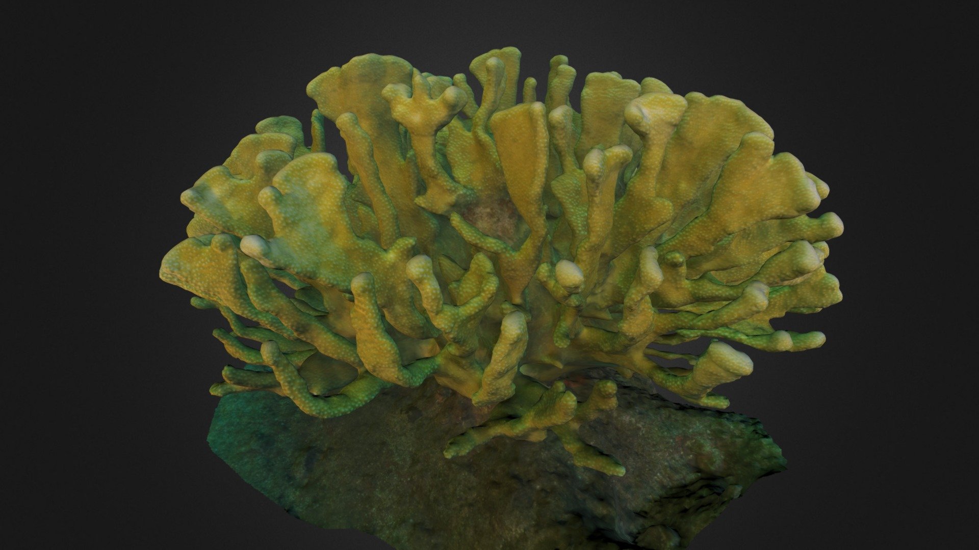 This coral is from the waters of Kalaupapa, HI.

We are utilizing Autodesk's cutting edge 3D software to model corals at high resolution for revolutionary scientific monitoring and education.

For more info of our 3D coral projects, visit www.thehydro.us! - Pocillopora eydouxi - Download Free 3D model by thehydrous (@thehydro.us) 3d model
