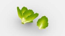 Cartoon Vegetable-lettuce and leaf-green salad