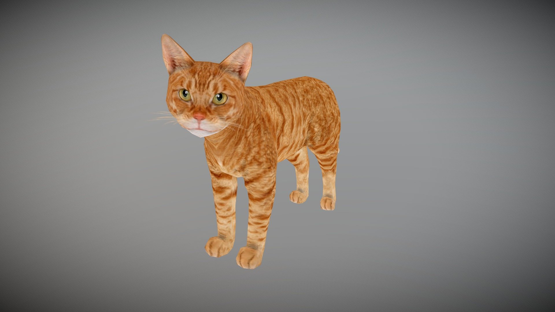 Watch = https://youtu.be/4fEd44GKXiE

Cat 3d Model

PACKAGE INCLUDE


High quality polygonal model, correctly scaled for an accurate representation of the original object.
Model is built to real-world scale.
Many different format like blender, fbx, obj, iclone, dae
No additional plugin is needed to open the model.
3d print ready
Ready for animation
Loopable seperate Animations
High Quality materials and textures
Triangles = 2354
Vertices = 1266
Edges = 3602
Faces = 2354

ANIMATIONS


Idle
Walk 1
Walk 2
Run
Eat
Meow

3D PRINT POSES ( STL  OBJ )


STAND 1
WALK
WALK 2
JUMP 1
JUMP 2
EAT
LOOK DOWN
LOOK SIDE
 - ANIMATED CAT - Buy Royalty Free 3D model by Bilal Creation Production (@bilalcreation) 3d model