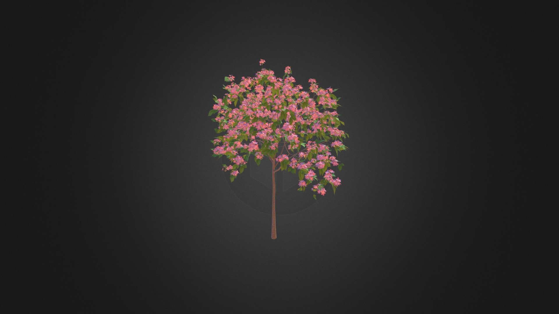 Plum Tree with Flowers 3D Model 2m - Plum Tree with Flowers 3D Model 2m - Buy Royalty Free 3D model by cgaxis 3d model