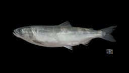 ヒメマス Sockeye Salmon, Oncorhynchus nerka nerka fish, trout, salmon, nerka, oncorhynchus, kokanee, sockeye, himemasu