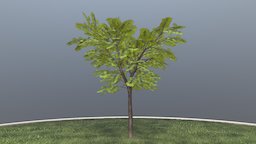 Kastanie 8 Meter tree, grass, baum, game-ready, blender-3d, chestnut, kastanie, vis-all-3d, sommer, 8-meter, baum-module-4, leaf-tree, 3dhaupt, low-poly, lowpoly, blender3d, noai, rosskastanie, european-horse-chestnut
