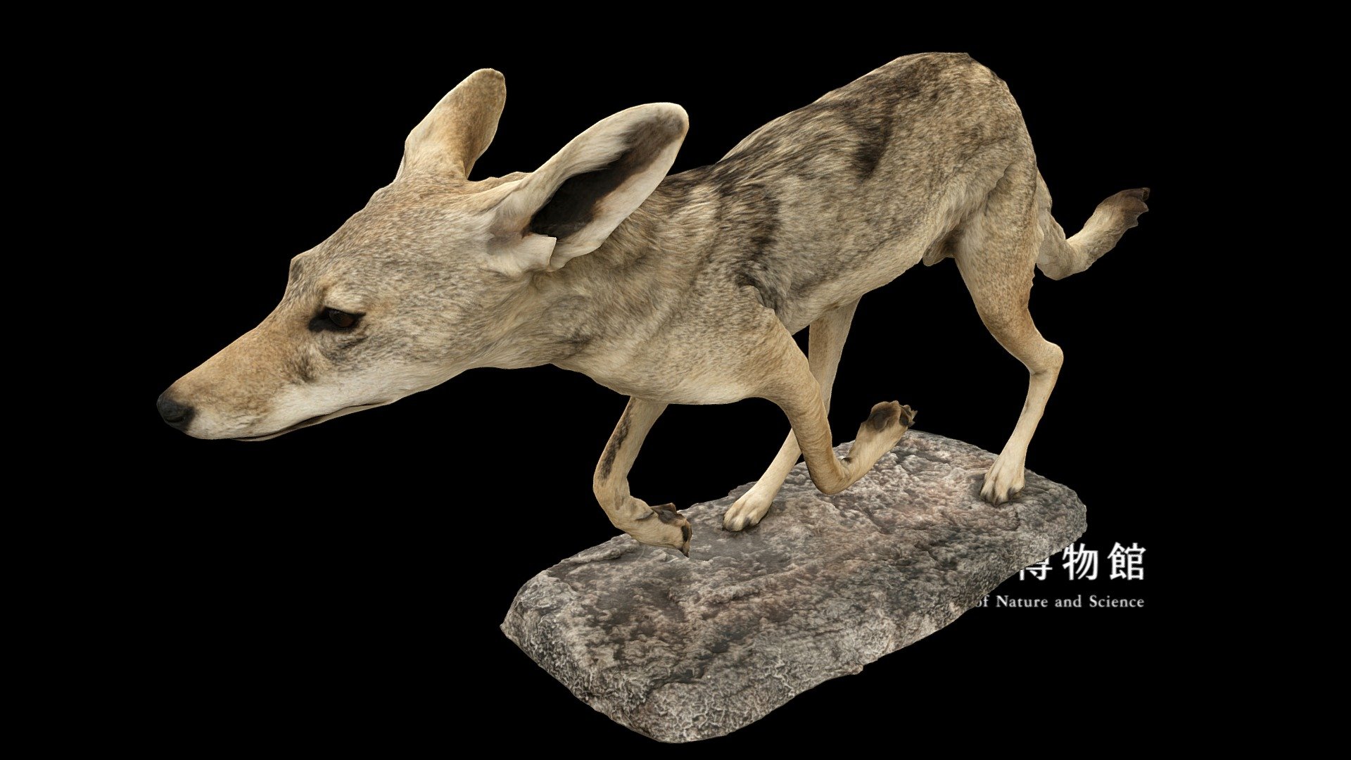■ About specimen

Scientific name : Canis mesomelas
Japanese vernacular name : セグロジャッカル
English vernacular name : Black-backed Jackal
Specimen type : Taxidermy specimen
Collection date : 1974-07
Collection place : Danakil, Chercher Mountains, ETHIOPIA
See also : record page on the &ldquo;Yoshimoto 3D