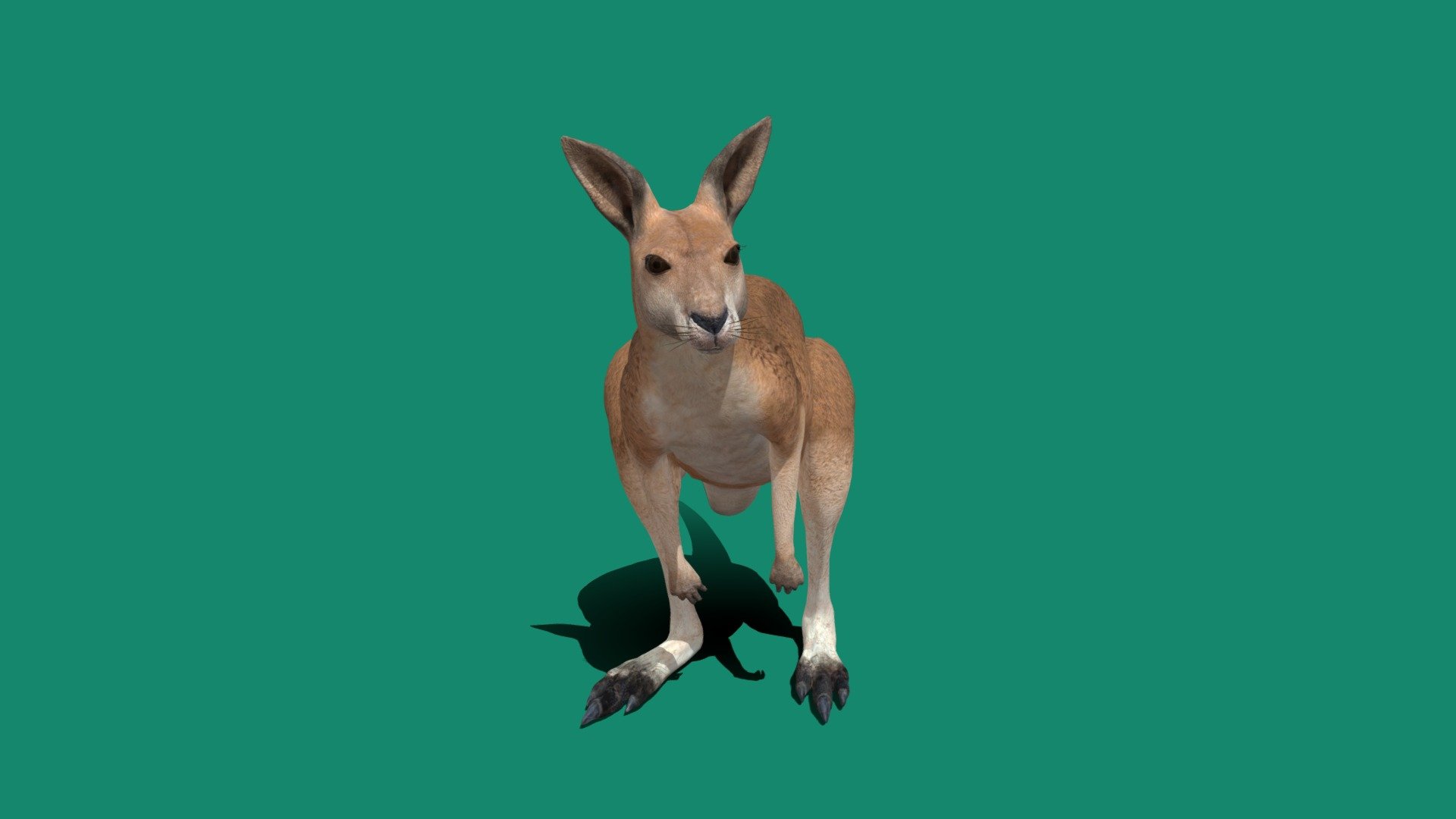 Non-Commercial Kangaroo 
The kangaroo is a marsupial from the family Macropodidae. In common use the term is used to describe the largest species from this family, the red kangaroo, as well as the antilopine kangaroo, eastern grey kangaroo, and western grey kangaroo. Kangaroos are indigenous to Australia and New Guinea 3d model