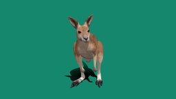 Kangaroo (Non-Commercial) animals, australia, kangaroo, myanmar, nyi, nyilonelycompany
