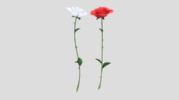Open Bud Petals Single White And Red Rose red, flower, white, open, valentines, rose, day, single, but, petals, valentines-day, pbr, low, poly