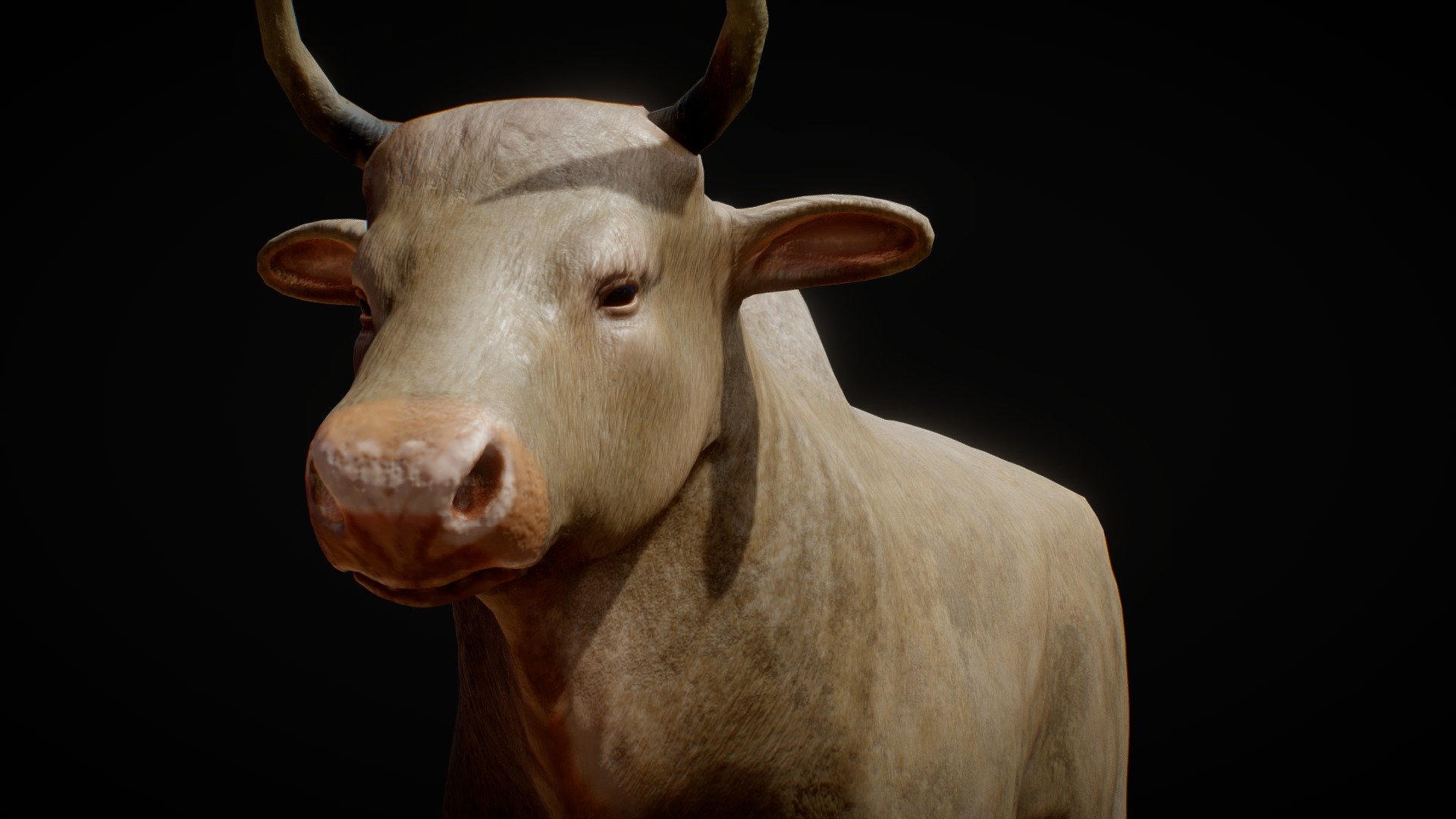 Hello! This is a bull model hand painted and sculpted, the package comes with High, Mid and Low poly versions in OBJ format,4K PBR Texture maps and it also comes with the Substance Painter file for easy change of colors.

With the latest update, inside the additional files, you can now find new horn, eyes and skin shaders compatible with Cycles and Eevee. Added particle fur and a body rig for quick scenes. No shapekeys and no facial rig for now, requires Blender 3D tho 3d model