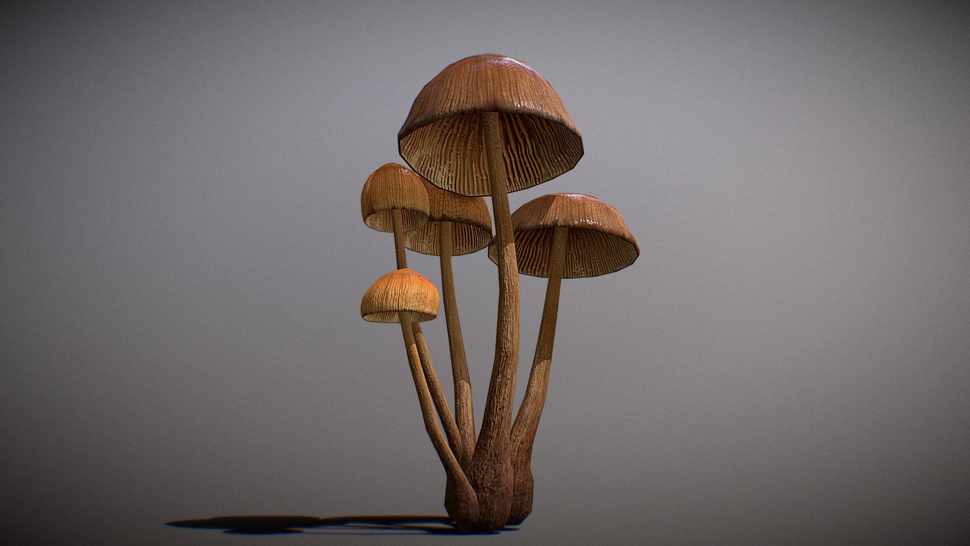 This is an realistic 3D mushroom, this model was made from scratch using real life images as references we used the Galerina vittiformis mushroom as reference to this model, this model is very detailed, we have used 8k textures for this 3d model.

Please do not forget to credit us for using this 3D model - Realistic Mushroom - 01 - Download Free 3D model by SanForge Studio (@SanForge) 3d model