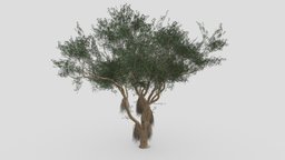Ficus Benjamina Tree-S13