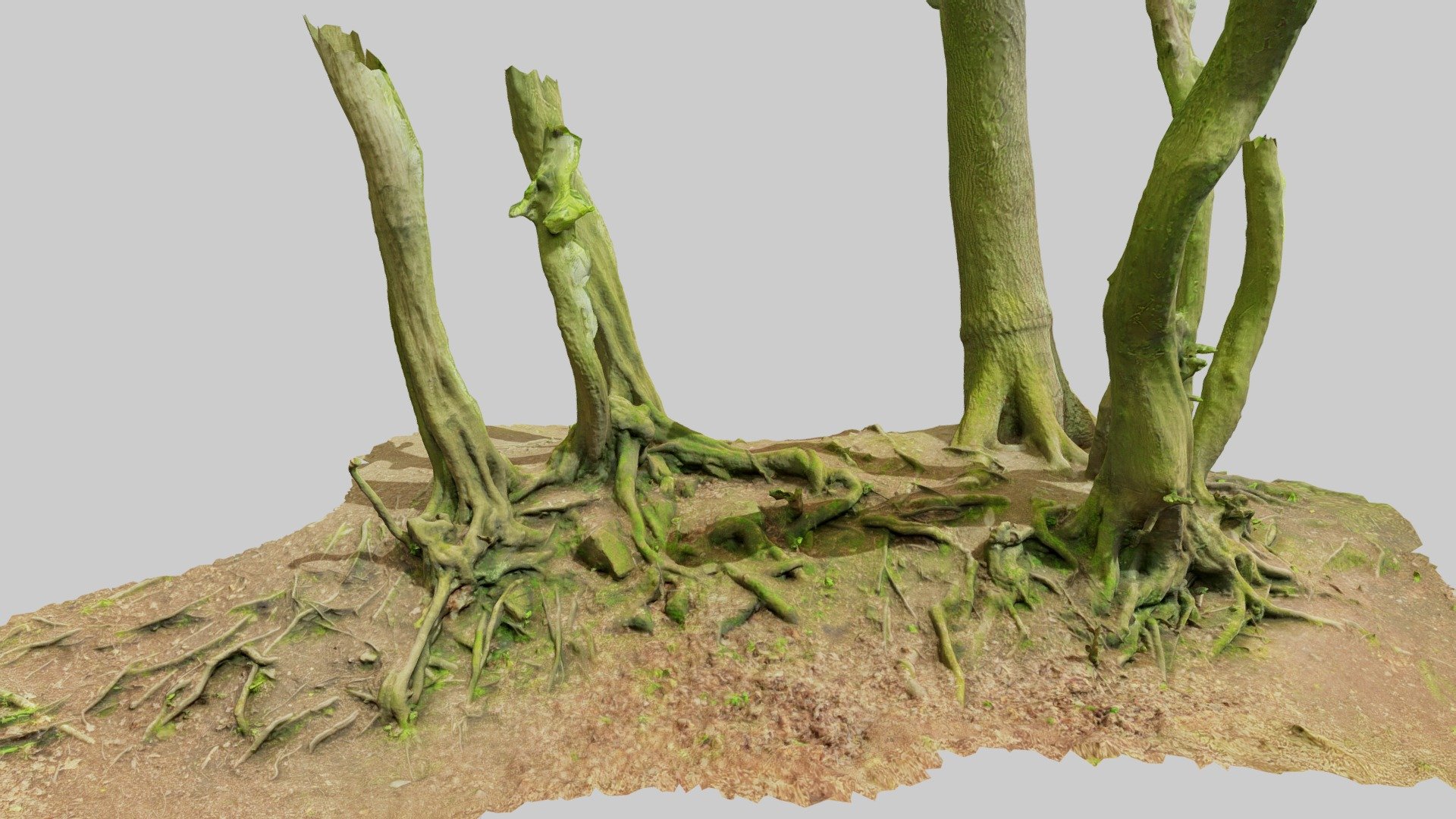 Fully processed PBR 3D scans: no light information, color-matched, etc.

4K Textures: 
- Normal 
- Albedo 
- Roughness

Realistic Beech Oak Roots Tree Big Scan - Beech Oak Roots Tree Big Scan - Buy Royalty Free 3D model by Per's Scan Collection (@perz_scans) 3d model