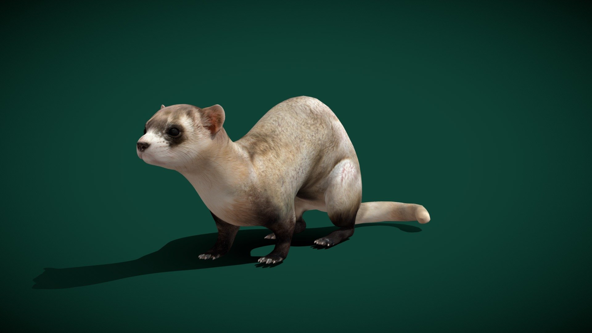 4KPBR
1 Draw Call
Animated 
The black-footed ferret, also known as the American polecat or prairie dog hunter, is a species of mustelid native to central North America. The black-footed ferret is roughly the size of a mink and is similar in appearance to the European polecat and the Asian steppe polecat. Wikipedia
Conservation status: Endangered (Population increasing) Encyclopedia of Life
Scientific name: Mustela nigripes
Trophic level: Carnivorous Encyclopedia of Life
Mass: 910 g (Adult) Encyclopedia of Life
Domain: Eukaryota
Family: Mustelidae
Kingdom: Animalia - Black-footed Ferret (Endangered) - Buy Royalty Free 3D model by Nyilonelycompany 3d model