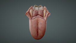 Tongue Anatomy (Dorsum of tongue) cross, anatomy, biology, section, muscle, tongue, study, learning, arch, vr, fold, groove, fbx, science, educational, terminal, cecum, sulcus, histology, lingual, tonsil, epiglottis, cross_section, education-teaching, blender, pbr, lowpoly, medical, human, highpoly, medical-education, foramen, papillae, fungiform, filiform, dorsum, noai, vallecula, vallate, "foliate", "midline", "palatopharyngeal"