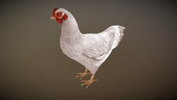 White Hen chicken Animated bird, white, chicken, nature, rooster, hen, livestock, poultry, chicken-animal, game, animal, white-hen, white-chicken