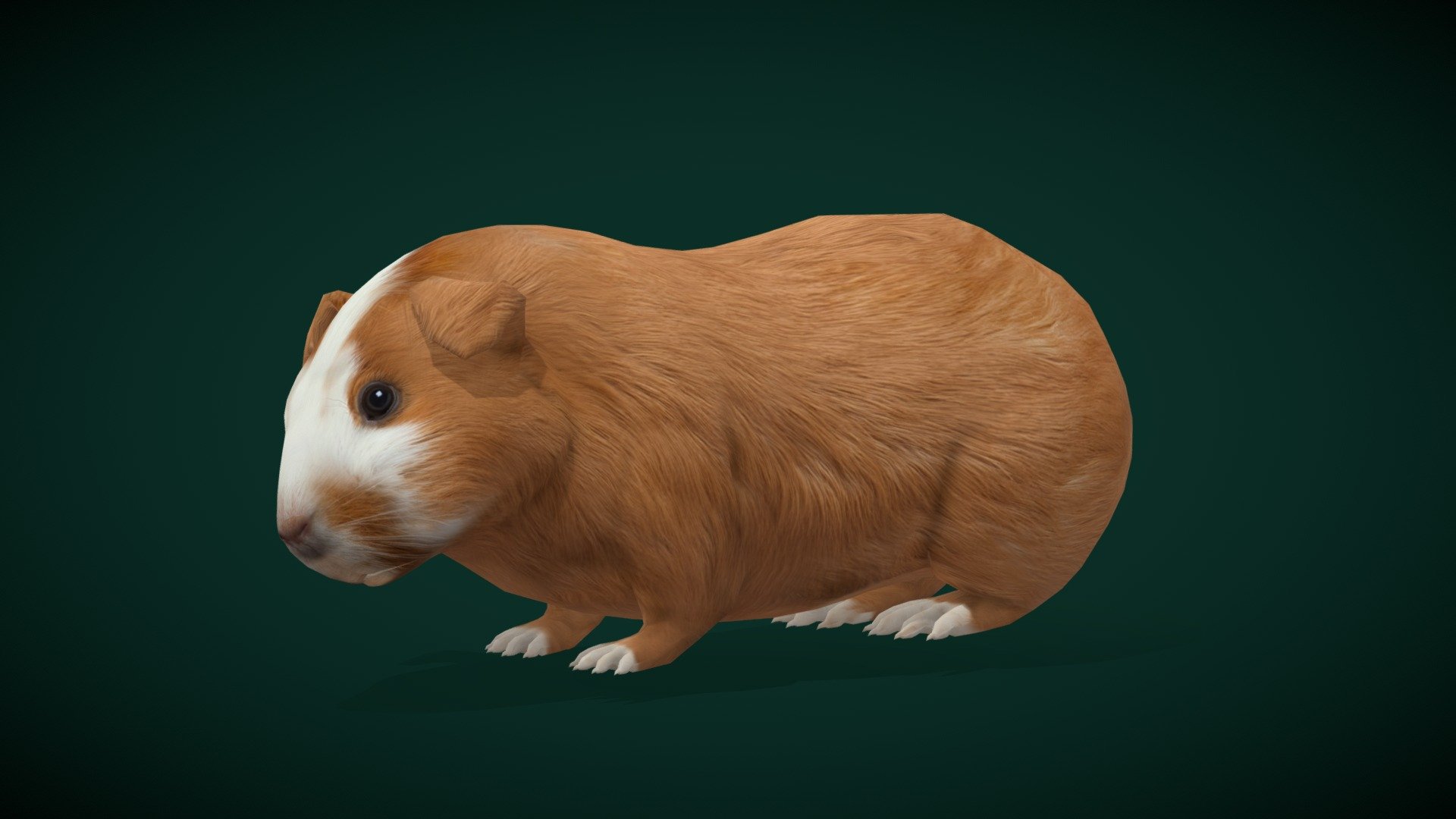 Guinea Pig(Domestic cavy)  Pet,Cute

Cavia porcellus Animal  Rodents (Caviidae)

1 Draw Calls

Low Poly

GameReady

Subdivision Surface Ready

15 Animations

4K PBR Textures  Materials 

Unreal FBX (Unreal 4,5 Plus)

Unity FBX  

Blend File 3.6.5 LTS

USDZ File (AR Ready). Real Scale Dimension

Textures Files

GLB File (Unreal 5.1  Plus Native Support)


Gltf File ( Spark AR, Lens Studio(SnapChat) , Effector(Tiktok) , Spline, Play Canvas,Omiverse ) Compatible




Triangles : 5532



Vertices  : 2782

Faces     : 2796

Edges     : 5575

Diffuse, Metallic, Roughness , Normal Map ,Specular Map,AO
 The guinea pig or domestic guinea pig, also known as the cavy or domestic cavy, is a species of rodent belonging to the genus Cavia in the family Caviidae.
 Collective noun: herd Wikimedia Foundation
Lifespan: 5 – 7 years
Gestation period: 59 – 72 days (Adult)
Mass: 0.9 – 1.2 kg (Male, Adult)
Eaten by: Red fox
Eats: Timothy, Spinach, Grasses, Carrot - Domestic Guinea Pig Rodent (Lowpoly) - Buy Royalty Free 3D model by Nyilonelycompany 3d model