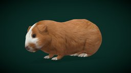 Domestic Guinea Pig Rodent (Lowpoly) cute, pig, pet, animals, guinea, game_asset, ar, domestic, nature, rodent, guineapig, domestic-animal, lowpoly, gameasset, creature, animation, gameready, cavy, nyilonelycompany, noai, caviidae, domestic-cavy, cavia, porcellus