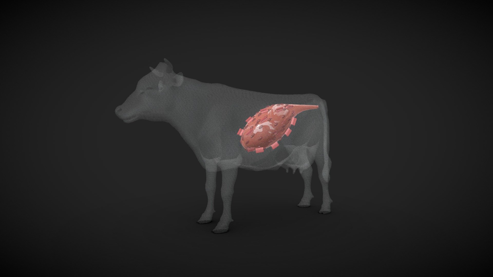Cow Stomach Structure , Retention of Placenta
 Xray Model of cow uterus 3d model