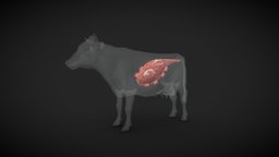 Cow Stomach Structure