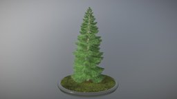 Spruce Tree tree, plant, terrain, garden, evergreen, vegetation, nature, game-ready, vis-all-3d, 3dhaupt, software-service-john-gmbh, low-poly, wood