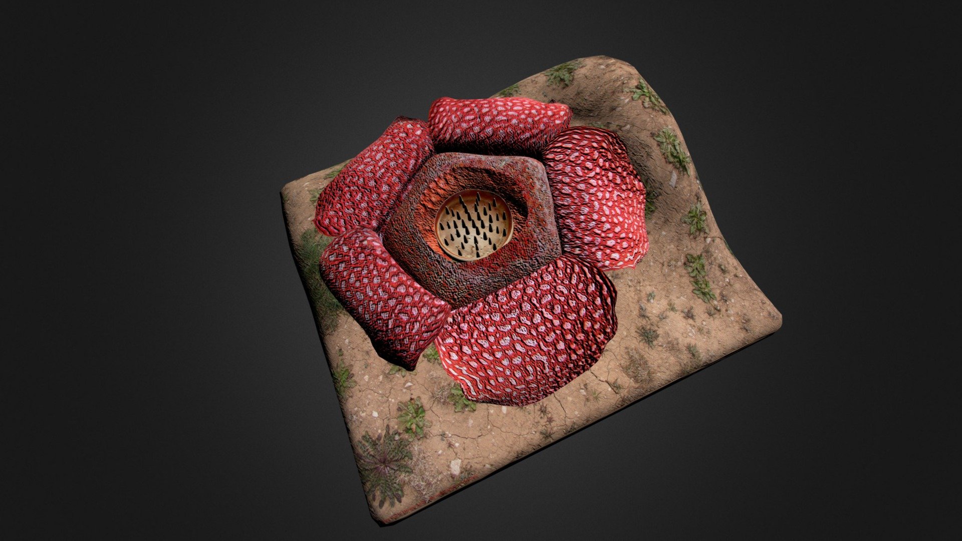 bigges flower from bengkulu,sumatra, indonesia..

if you want to know more about the information and download rafflesia 3D model you can contact me in here.. 
habibjuwito2018@gmail.com - rafflesia arnoldi - 3D model by Habib J (@habibj) 3d model