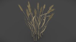 wheat plant, field, cultural, vegetation, bread, farm, nature, wheat, low-poly, asset, game, 3d