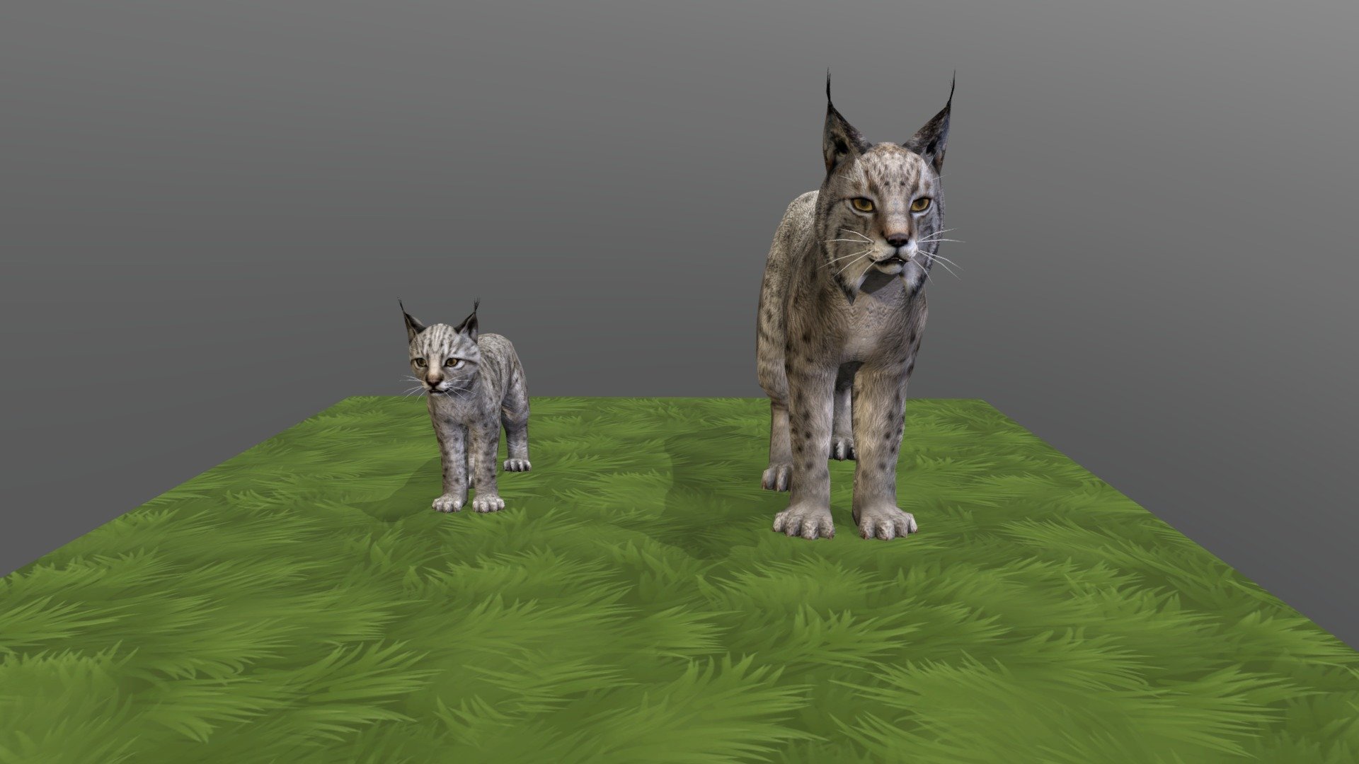 Lynx Big Small - 3D model by Turbo Rocket Games Model Testing (@Chibi.Mingkay) 3d model