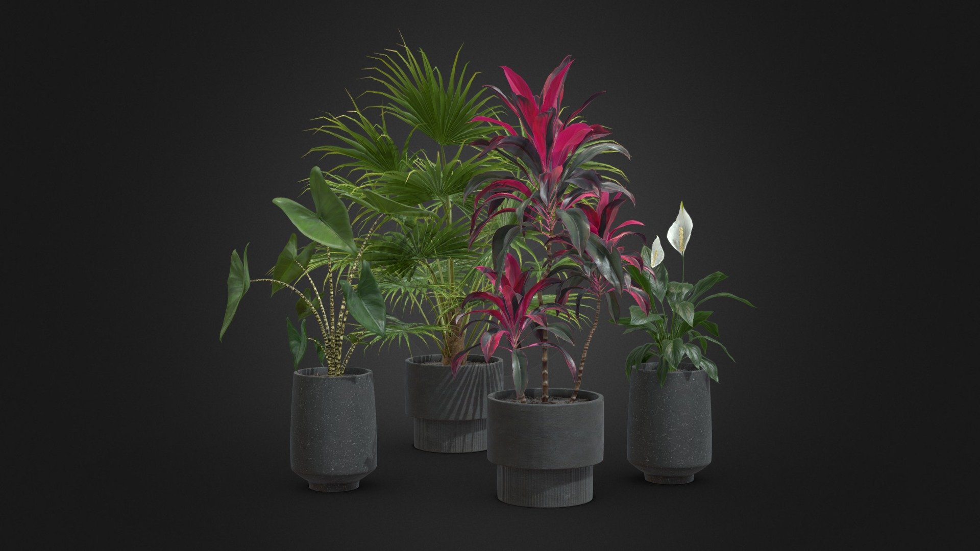 Indoor Plants Pack 44

This selection of indoor exotic plants will provide a nice touch to your interior renders.




Livistona Chinensis 

Cordyline Fructicosa

Alocasia Zebrina

Spathiphyllum (Peace Lily)

4k Textures




Vertices  69 108

Polygons  57 660

Triangles 114 870
 - Indoor Plants Pack 44 - Buy Royalty Free 3D model by AllQuad 3d model