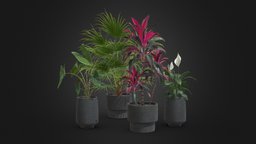 Indoor Plants Pack 44
