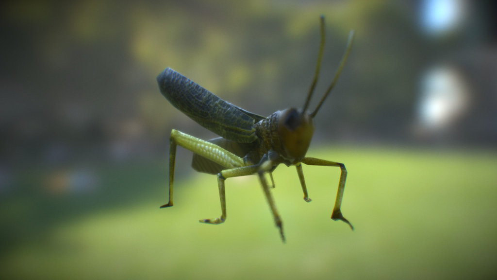 Low Poly Grasshopper model + rigging + Idle Animation
Pascal Chaumette 2016 - Low Poly Grasshopper ( Animated 3D Asset ) - Download Free 3D model by Pascal Chaumette (@pakagames) 3d model