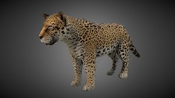 Jaguar cat, big, jaguar, game, lowpoly