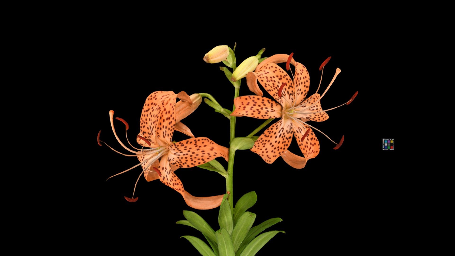 Lilium leichtlinii f. pseudotigrinum.
Ikinoshima Island, Japan. 壱岐島.
Detail: https://floraZia.com/s/1935
 - コオニユリ Tiger Lily, L. l. f. pseudotigrinum - Download Free 3D model by ffish.asia / floraZia.com (@ffishAsia-and-floraZia) 3d model