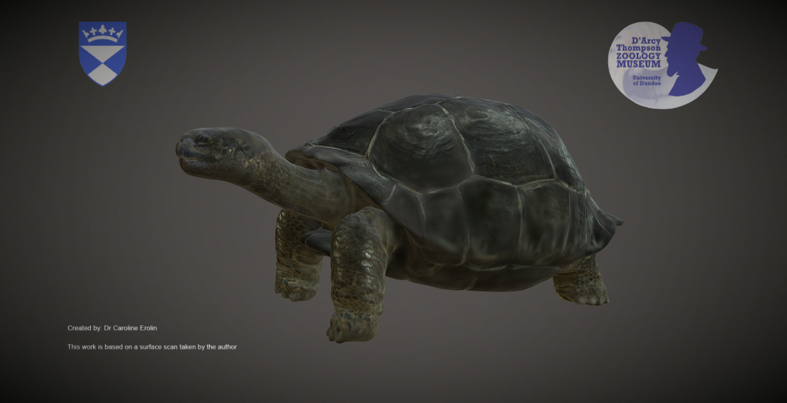 A new version of this model has been uploaded with a more accurate texture.

Surface scan of a Galapagos giant tortoise from the D’Arcy Thompson Zoology Museum at the University of Dundee.

Chelonoidis nigra (originally catalogued as Testudo elephantopus) - Galapagos Giant Tortoise. Length = 82cm.

Scanned with an Artec Eva surface scanner. The resulting file is exported as an obj. and imported into Zbrush. Texture is added from photographs using the Spotlight function and Polypainting.

We’d love to hear from you if you download or print our models, especially if you use them in education and outreach 3d model