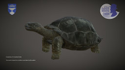 Galapagos Giant Tortoise (old version) tortoise, artec, museum, galapagos, dundee, zoology, scan, animal