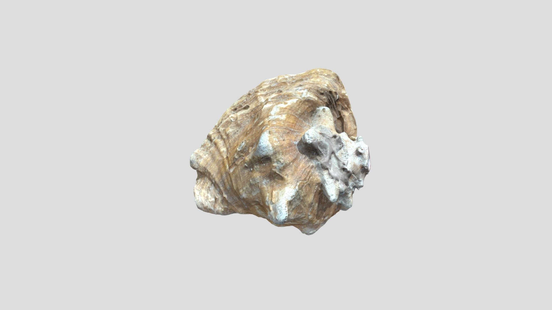 Discover the exquisite beauty of our meticulously crafted ultra-realistic conch shell 3D model. Perfect for collectors, home decor, and marine enthusiasts, this photogrammetry scan captures every intricate detail. Bring the wonders of the ocean into your space with this lifelike masterpiece 3d model