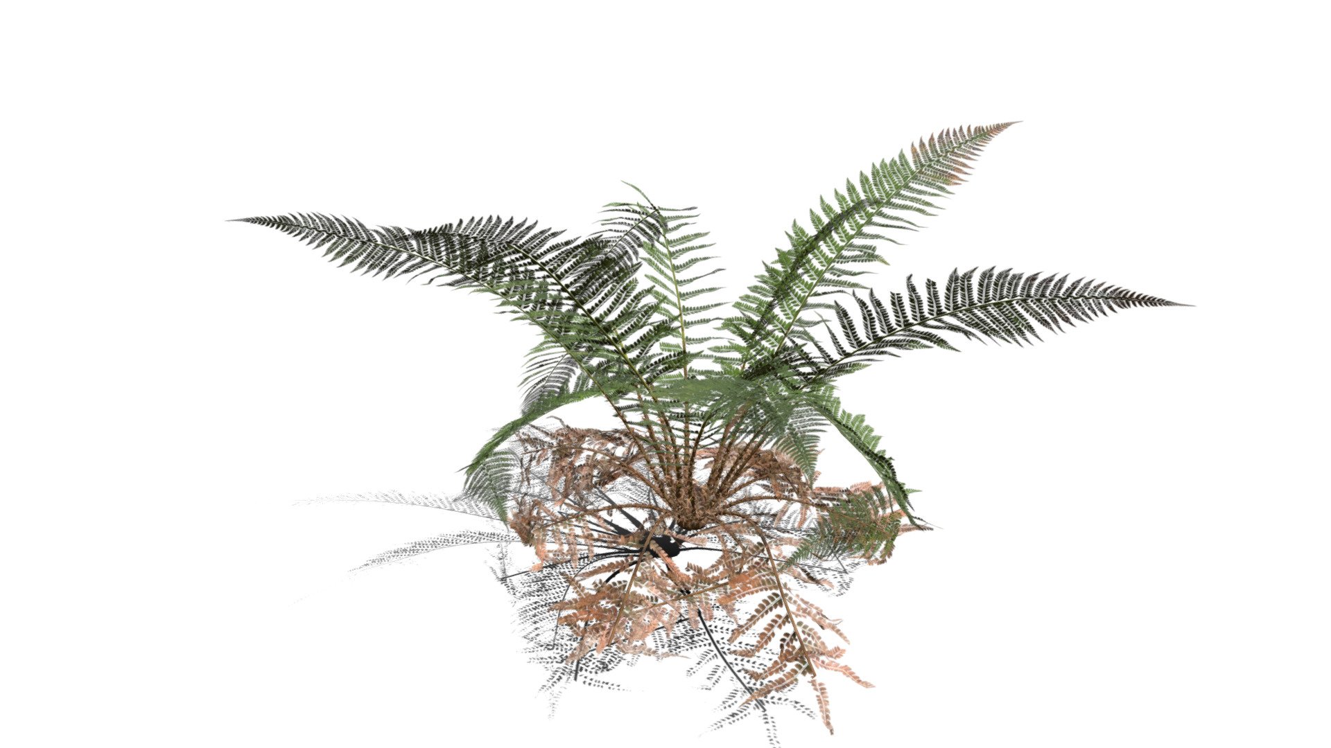 Model specs:





Species Latin name: Dryopteris filix-mas




Species Common name: Male fern




Preset name: Damaged 1 mat 50




Maturity stage: Adult




Health stage: Damaged




Season stage: Summer




Leaves count: 5046




Height: 0.6 meters




LODs included: Yes




Mesh type: static




Vertex colors: (R) Material blending, (A) Ambient occlusion



Better used for Hi Poly workflows!

Species description:





Region: Europe,North America,Asia,Middle East




Biomes: Forest,Wetland




Climatic Zones: Cold temperate,Warm temperate,Mediterranean




Plant type: Fern



This PlantCatalog mesh was exported at 40% of its maximum mesh resolution. With the full PlantCatalog, customize hundreds of procedural models + apply wind animations + convert to native shaders and a lot more: https://info.e-onsoftware.com/plantcatalog/ - Realistic HD Male fern (13/50) - Buy Royalty Free 3D model by PlantCatalog 3d model