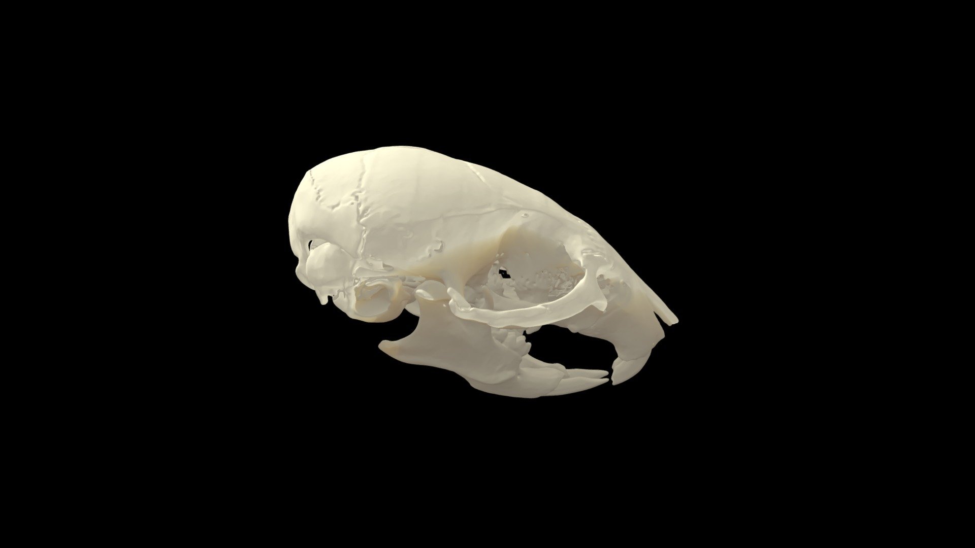 This model was created from micro-CT segmentation. 
This model was created to be idealized and has been modified from the original data 3d model