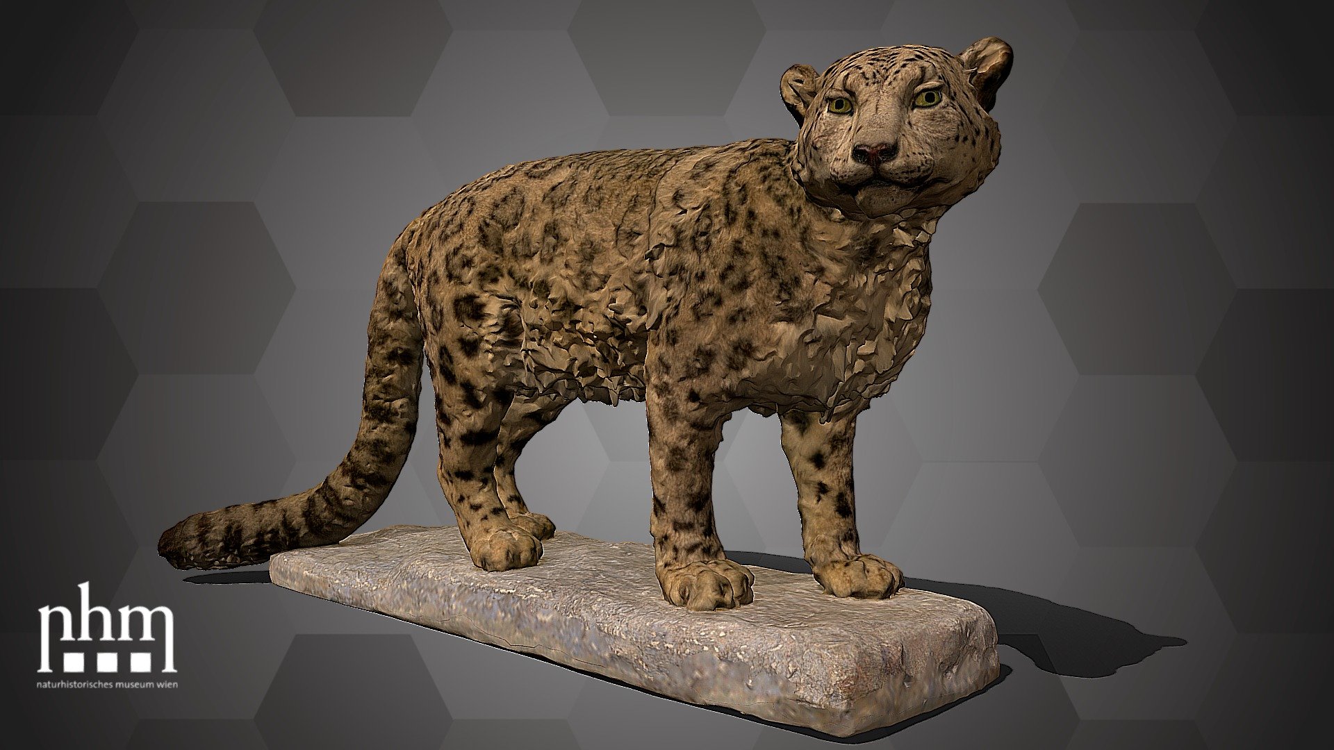 3D scan of a mounted skin of a snow leopard (Uncia uncia), one of the most threatened big cats on earth. Thanks to successful breeding programs, they can frequently be seen in zoos, but they are rarer in museums. This female snow leopard died in the Schönbrunn Zoo in Vienna in 1943 and  was mounted at the NHM Vienna. 

The snow leopard is Number 95 of the NHM Top 100 and can be found in Hall 38 of the NHM Vienna. 

Specimen: Uncia uncia (Schreber, 1775)

Inventory number: NHMW-Zoo-MAMM B5555

Collection: Natural History Museum Vienna, 1st Zoological Dept., Mammal Coll. (curator: Frank E. Zachos)

Find out more about the NHMW here.

Scanned and edited by Alba Zuna-Kratky, Anna Haider &amp; Viola Winkler (NHMW)

Scanner: Artec Leo. Infrastructure funded by the FFG 3d model