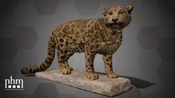 Snow Leopard (NHMW-Zoo-MAMM B5555)