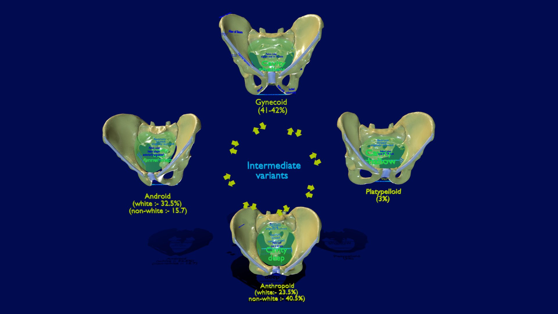 A blend model in a scale of 1:1 demonstrating the four major types of pelvis in addition to intermediate variants between them. The four major types of pelvis in decreasing order of frequency are gynecoid, android, anthropoid and platypelloid. The material is procedural textures based on non-overlapping UVs 3d model