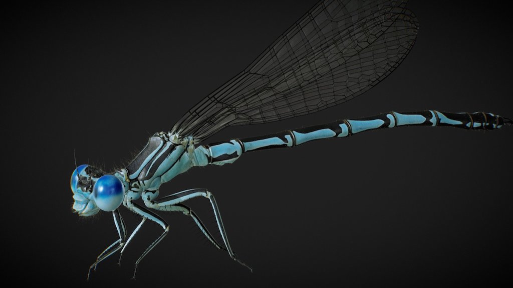 This is a preview of a damselfly (Platycnemis pennipes ) model for Cinema 4d v16 and up. 

Anatomically correct, fully rigged and animated.
Model is avalaible on CGtrader.

Feel free to contact me if you have any questions.
Thanks for watching.



 - damselfly (Platycnemis pennipes ) - 3D model by rstr_tv 3d model