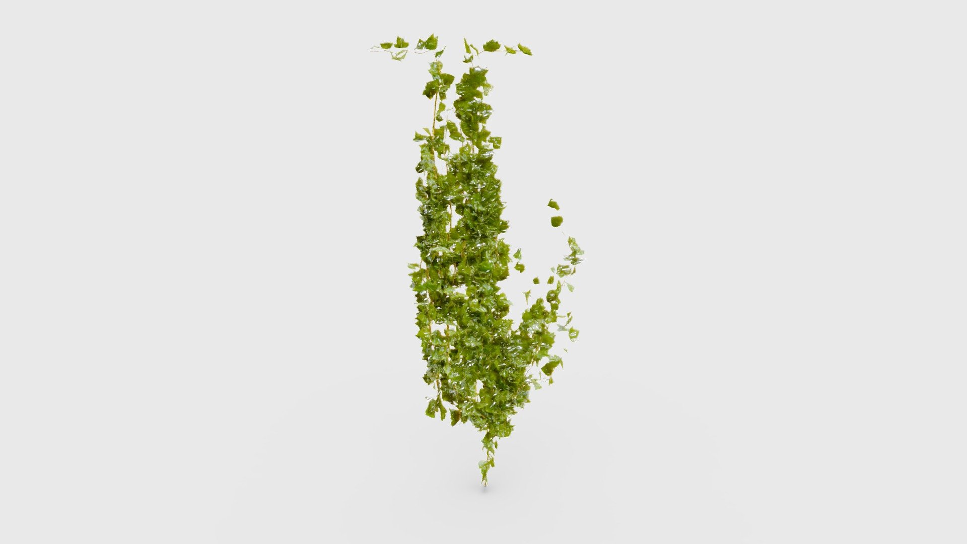 Check out my website for more products and better deals! &amp;gt;&amp;gt; SM5 by Heledahn &amp;lt;&amp;lt;


This is a digital 3d model of a creeping ivy plant that grows on a wall. The leaves have a material setup that changes the texture depending on the face orientation, allowing for a highly realistic plant with double-sided leaves. 

(8K TEXTURES AND DOUBLE-SIDED LEAVE MATERIAL ONLY FOR SALE IN MY WEBSITE 🔼).

This model can be used for any Outdoor themed render project, used either as a background prop, or as a closeup prop due to its high detail and visual quality.

This product will achieve realistic results in your rendering projects and animations, being greatly suited for close-ups due to their high quality topology and PBR shading 3d model