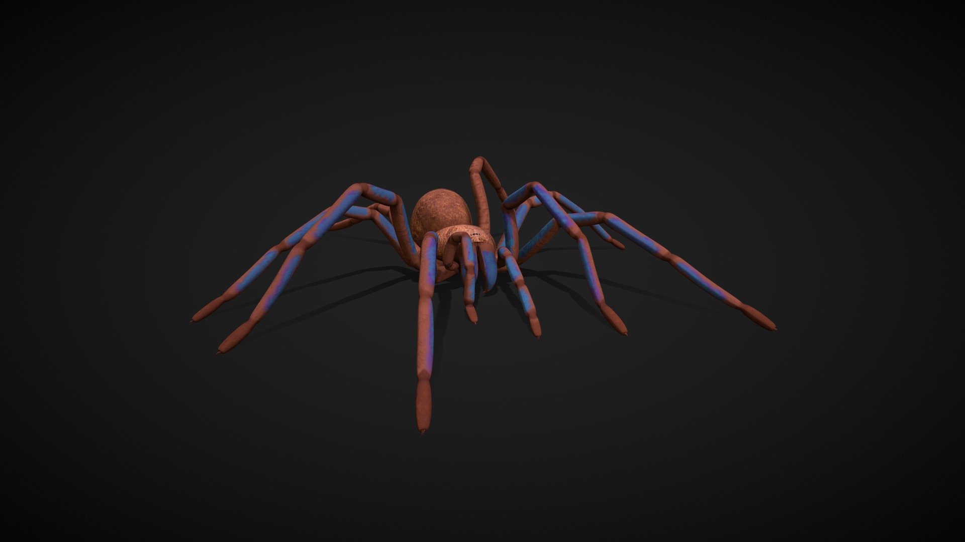 Model of Tarantula Chilobrachys sp. electric blue Rigged &amp; animated with walk cycles.
Made in Blender 3.4

[NOTE]: .blend file with FUR EDITION attached in additional files.

-&gt; Full article with BONUS stuff on: https://www.behance.net/gallery/166731955/3D-Animated-Model-of-Chilobrachys-sp-Electric-blue - Spider Tarantula walk cycle game ready - Buy Royalty Free 3D model by PAVS (@pavs3d) 3d model