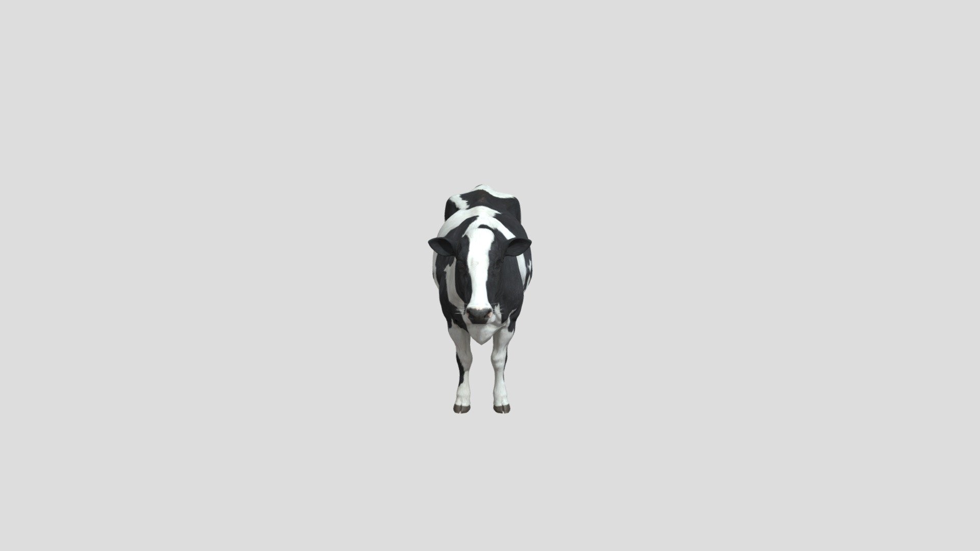 Cow realistic animal farm rigged animated - Cow - Buy Royalty Free 3D model by Phil3D (@philosophie) 3d model