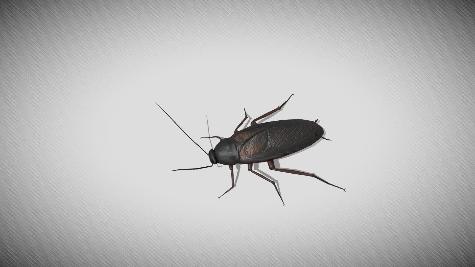This is a 3d Cockroach with PBR textures and 12 different animations.. Efficiently modeled with only 1786 triangles 3d model