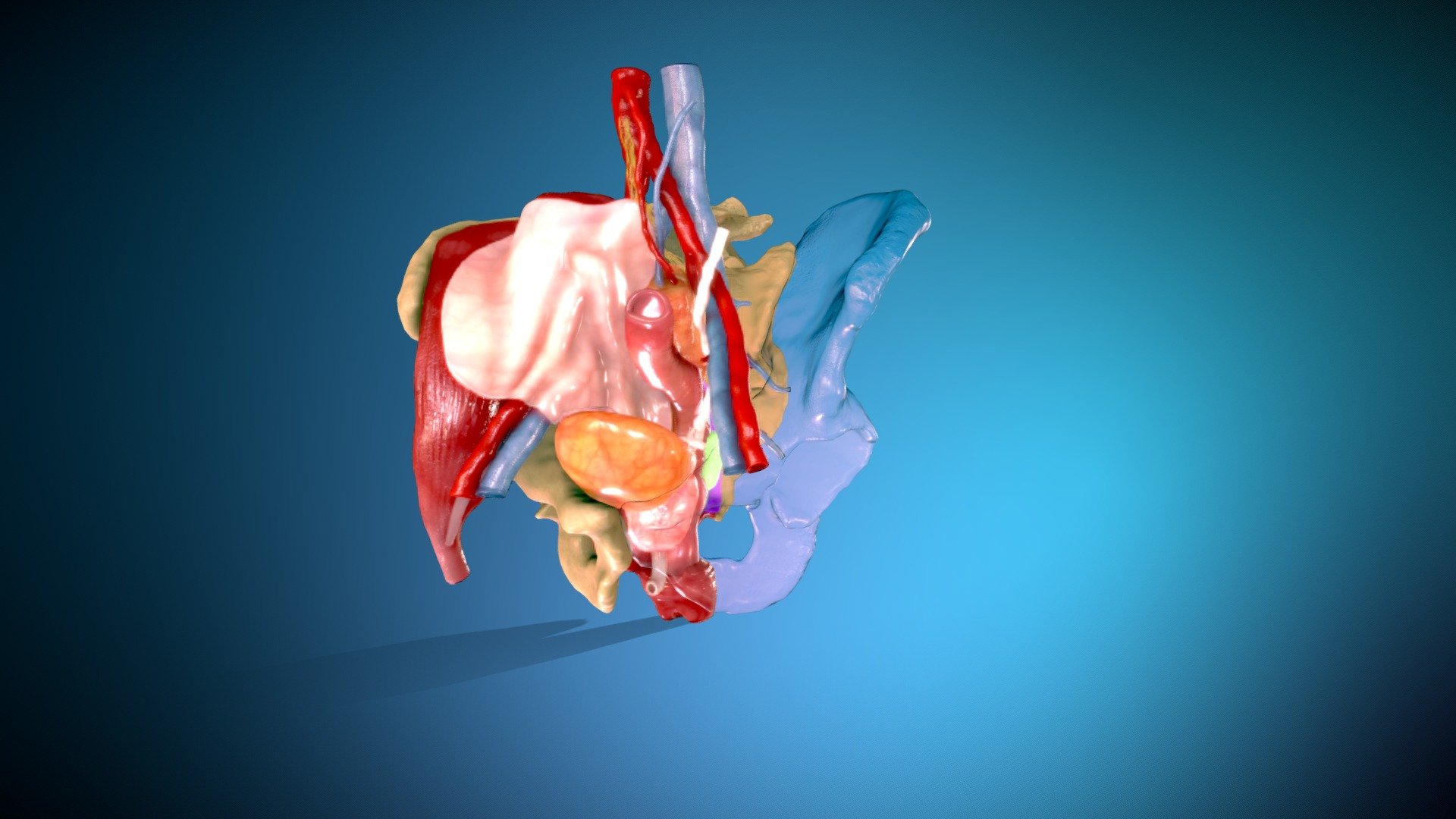 3D reconstruction of male pelvis based on CT imaging with addition of fascial anatomy - Male human pelvis - 3D model by jordanfletcher 3d model