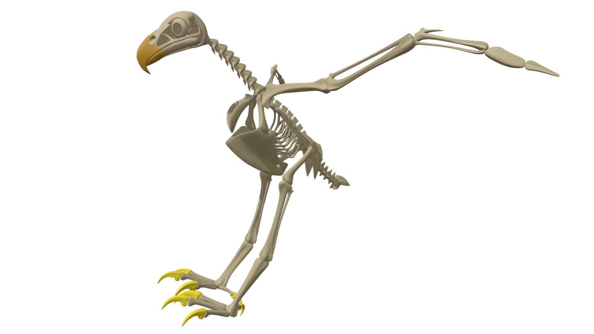 Detailed 3d model of bald eagle skeleton 3d model