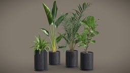 Indoor Plants Pack 27 pot, tropical, indoor, exotic, howea, forsteriana, nicolai, nidus, ficus, strelitzia, design, interior, asplenium, rootie
