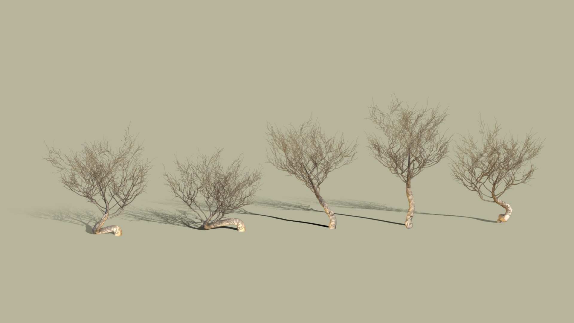 Random generated desert dry bushes (or small trees) - 5 models 3d model