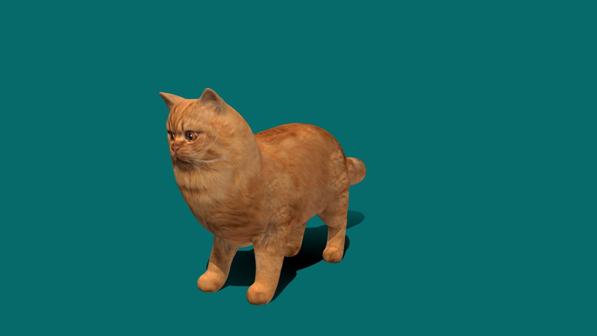4K PBR Textures
The Persian cat, also known as the Persian_longhair, is a long-haired breed of cat characterized by a round face and short muzzle. The first documented ancestors of Persian cats might have been imported into Italy from Khorasan as early as around 1620, however this has not been proven. Wikipedia
Lifespan: 12 – 17 years
Origin: Iran, Afghanistan
CFA: standard
Other names: Persian longhair, Shirazi - Orange Persian Cat - 3D model by Nyilonelycompany 3d model