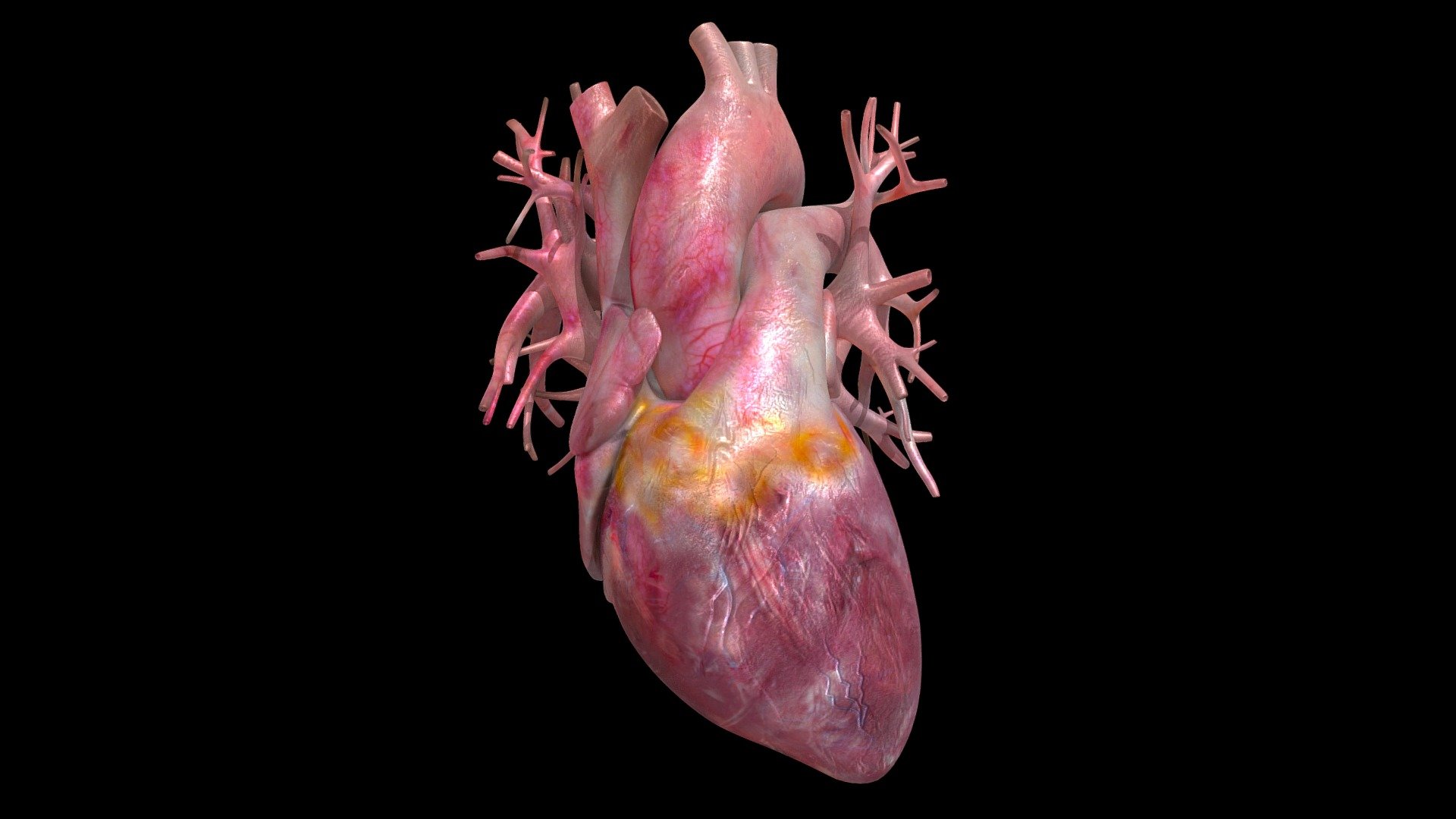 Realistic Rhythm Heart Animation
The heart is a muscular organ about the size of a fist, located just behind and slightly left of the breastbone. The heart pumps blood through the network of arteries and veins called the cardiovascular system 3d model