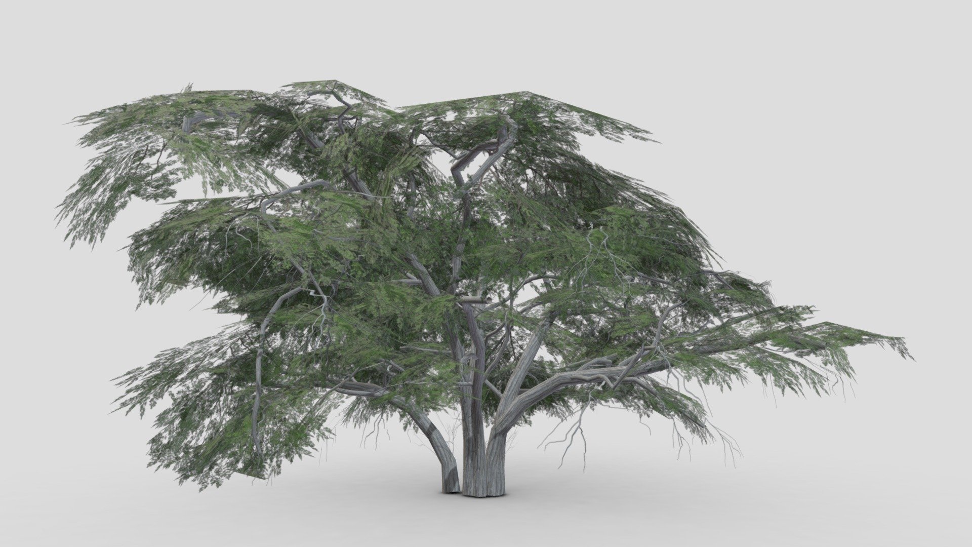 I tried to work on Acacia Tree 3D model. So after a long time I made this 3D low poly model of Acacia Tree 3d model